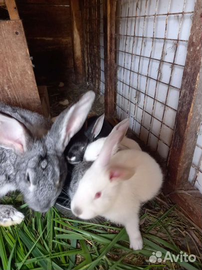 Крольчата 3 месяца