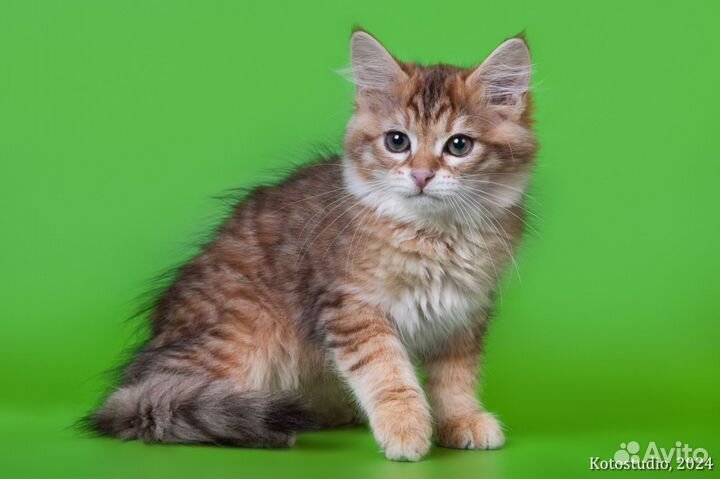 Сибирские котята