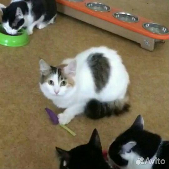 Закрывается приют. Кошку некуда деть