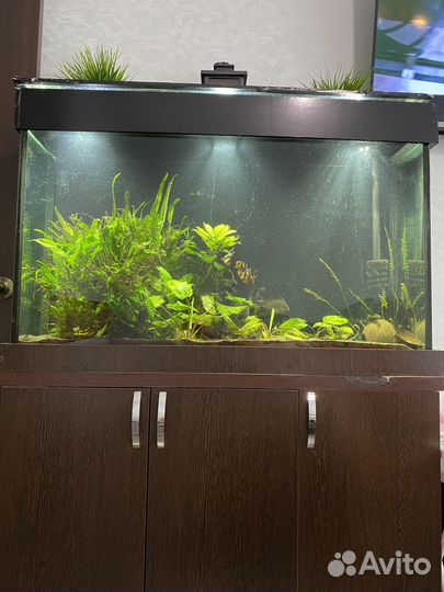 Аквариум
