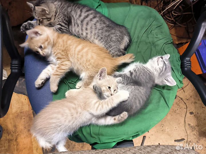 Котята в добрые руки