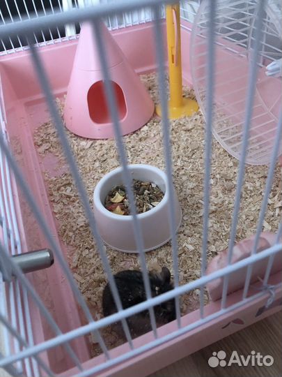 Клетка для хомяка