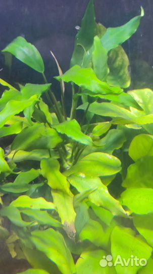 Декоративные креветки и водные растения