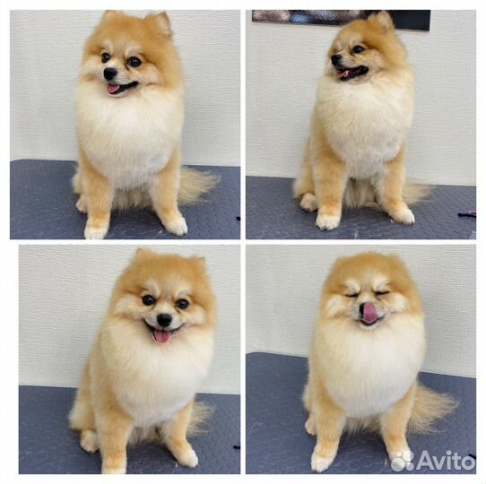 Стрижка собак и кошек Грумер в Люберцах