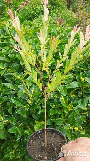 Саженцы ивы Хакуро- Нишики