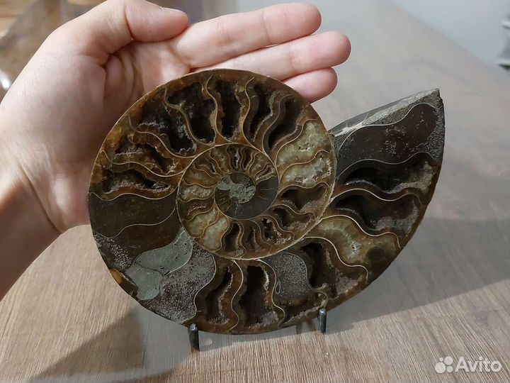Окаменелости аммониты
