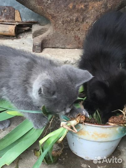 Британские котята