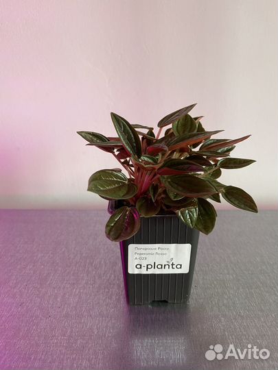 Пеперомия Росси (peperomia rosso)