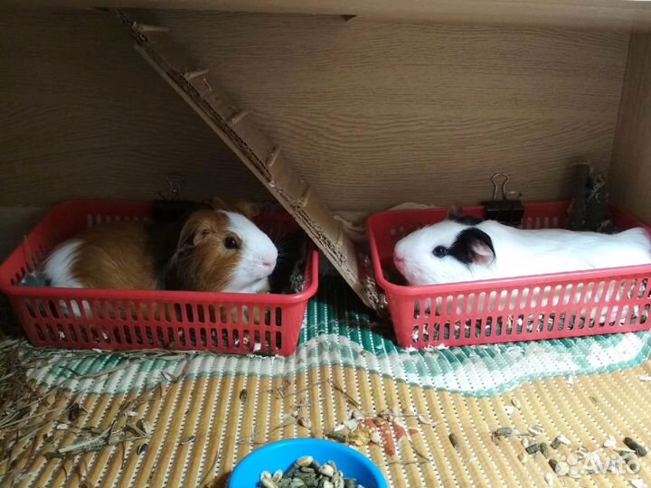 Морская свинка