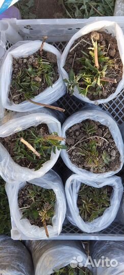 Норвежская малина, ремонтантная малина,лук шнитт