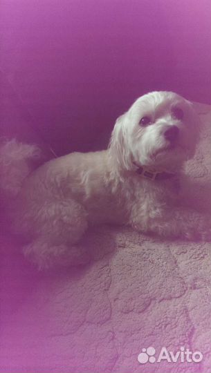 Болонка мальтезе