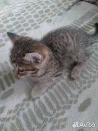 Котенок отдам бесплатно