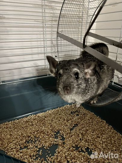 Шиншилла с клеткой