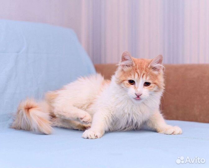 Кошечка Крася