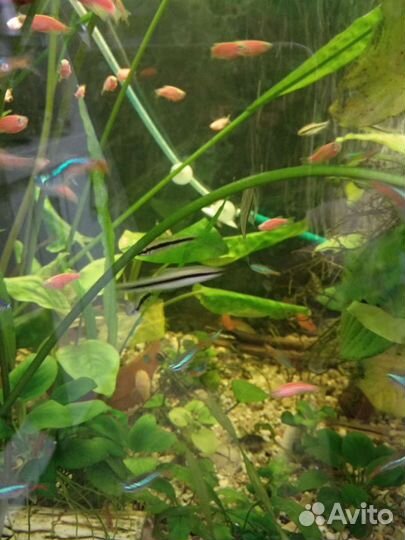 Рыбки и растения для запуска аквариума