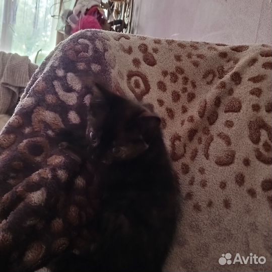 Кошка