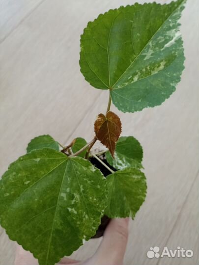 Гибискус липолистный вариегатный