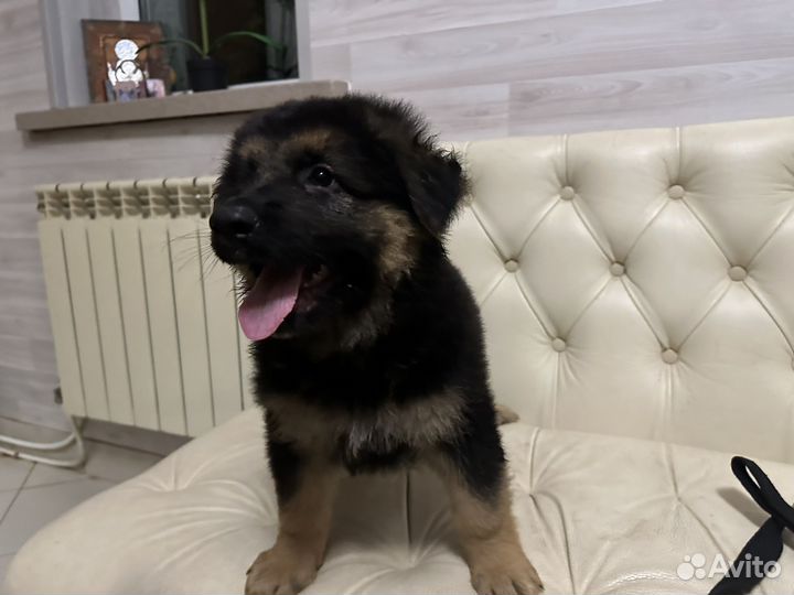 Немецкая овчарка