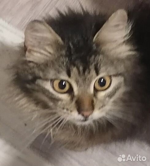 Возьмите кошку из приюта