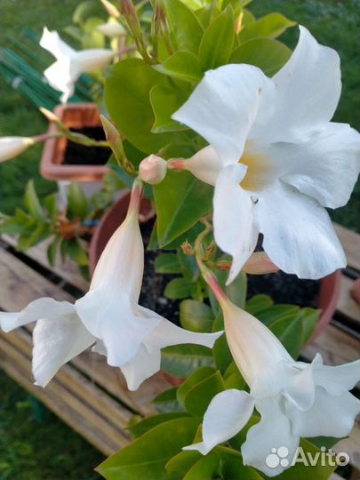 Дипладения, лиана