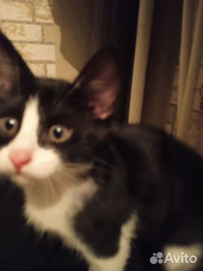 Отдам котёнка в хорошие руки