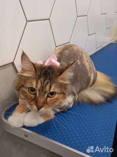 Стрижка кошек и собак