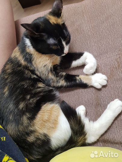 Кошки в добрые руки бесплатно