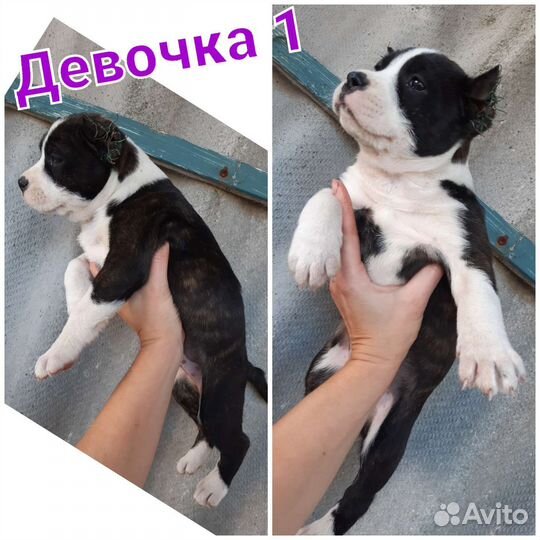 Стаффордширский терьер щенки