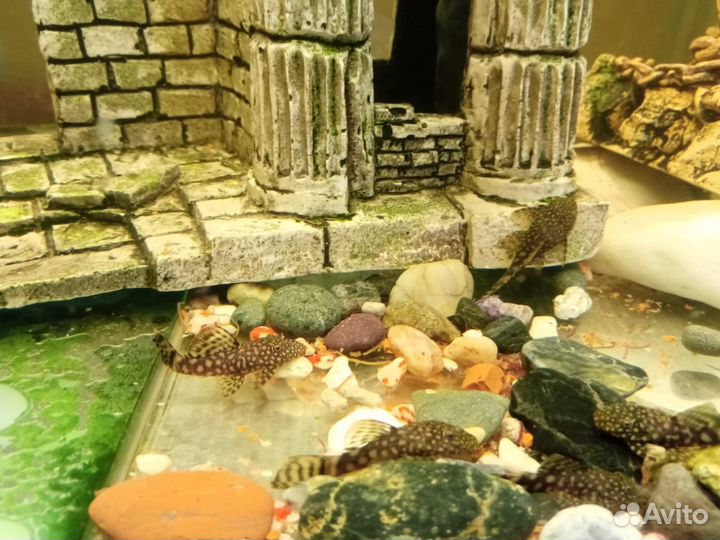 Аквариум с рыбками