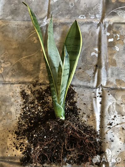 Сансевьерии