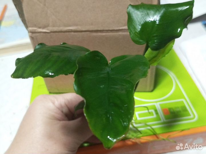 Анубиас широколистный