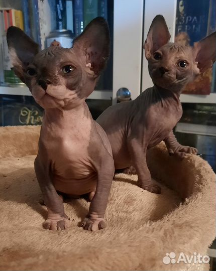 Канадский сфинкс Шикарные малыши