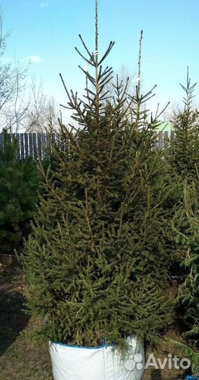 Саженцы сибирской ели экстра класс