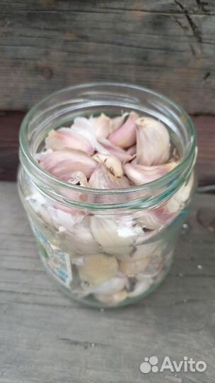 Чеснок на посадку