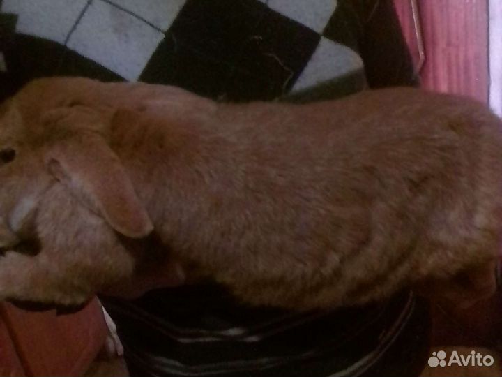 Кролики и мясо кроликов