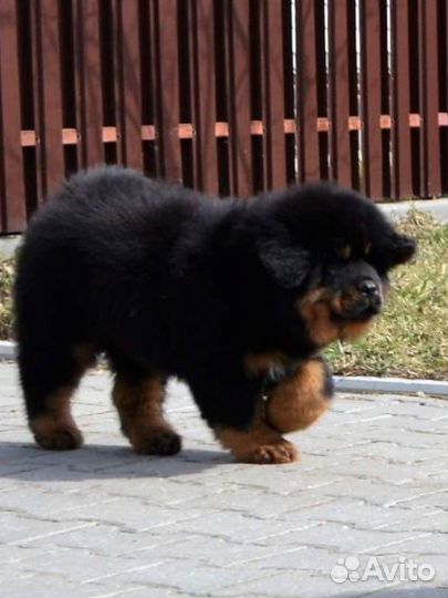 Шикарные тибеты