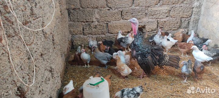Цыплята суточные и подрощенные
