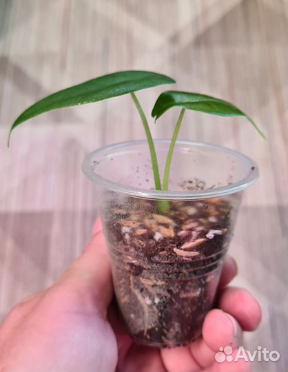 Алоказия Лонгилоба,Блек вельвет