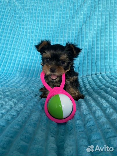 Йоркширский терьер щенки