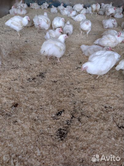 Цыплята бройлеры подрощенные Росс 308