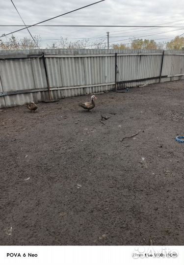 Мускусные утки