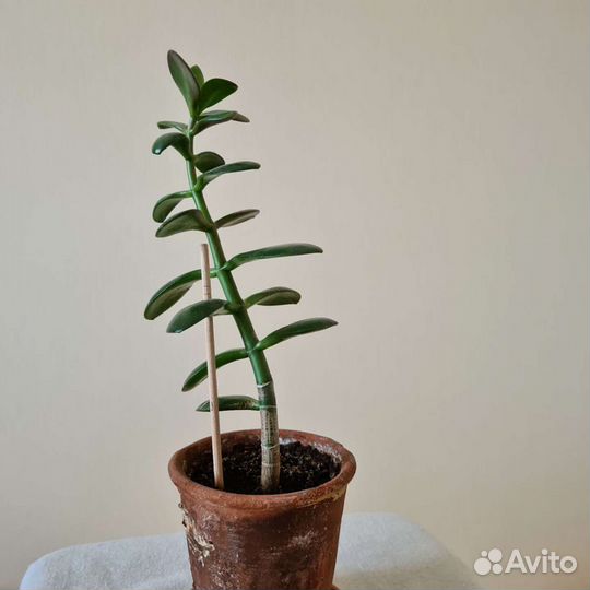 Крассула или толстянка