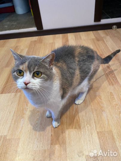 У кошки умерла хозяйка - ищем ей дом