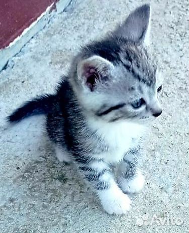 Котеночек-девочка 1,5 месяца