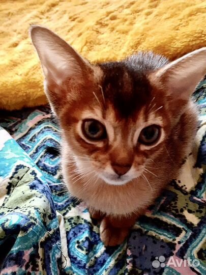 Абиссинская принцесса