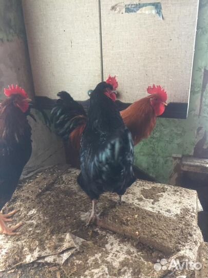 Петухи домашние