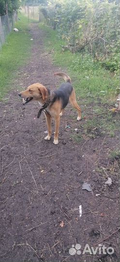 Русская гончая