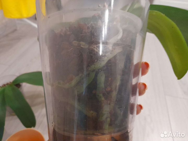 Орхидея фаленопсис