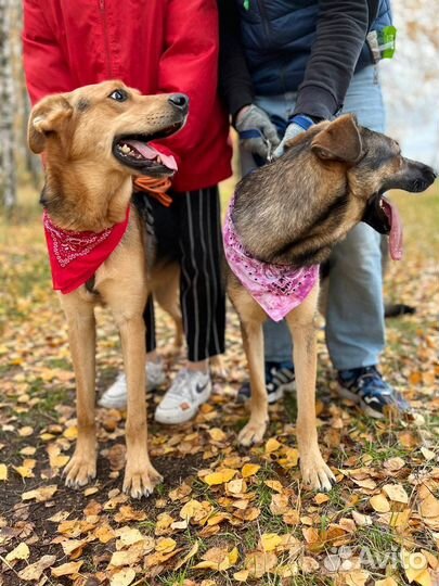 Собака из приюта