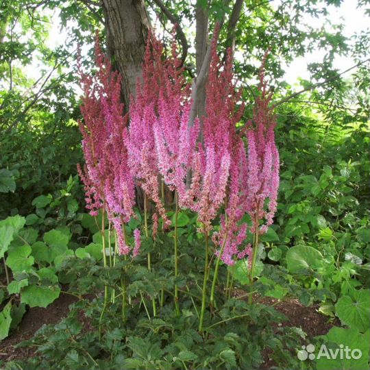 Астильба Суперба